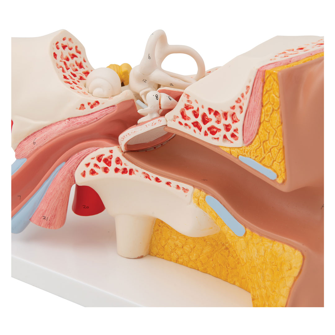 3B SCIENTIFIC Ohr, 4-tlg., Standardmodell (E10)