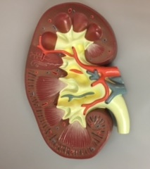 ERLER ZIMMER Nierenschnitt, 3-fach Grösse