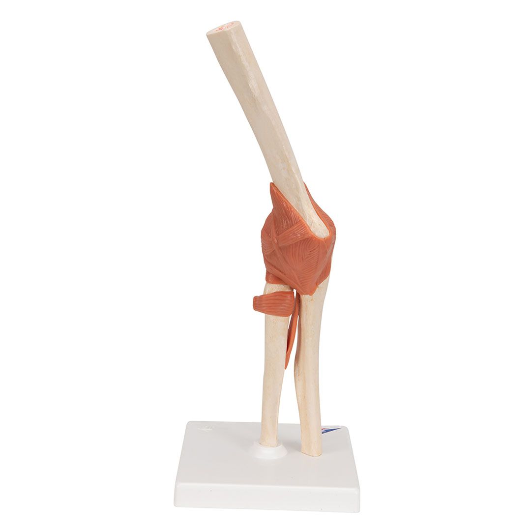 3B SCIENTIFIC Ellbogen, Funktionsmodell (A83/1)