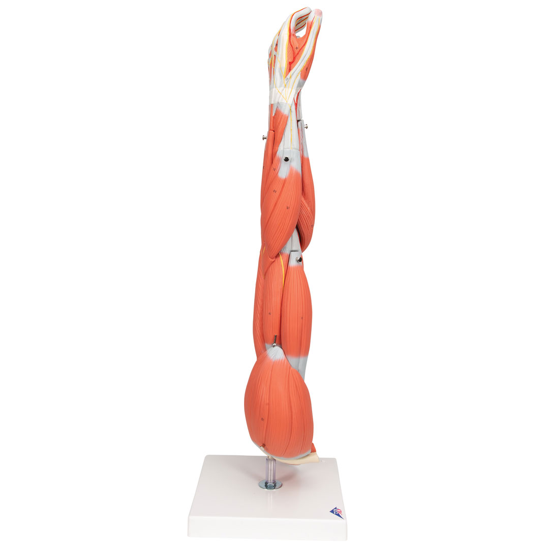 3B SCIENTIFIC Muskelarm 6-teilig (M10)