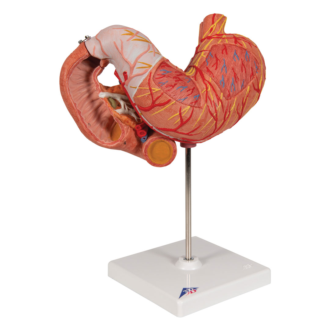 3B SCIENTIFIC Magen m. Zwölffingerd.+Bauchspeicheldrü. (K16) 3B SCIENTIFIC Magen m. Zwölffingerd.+Bauchspeicheldrü. (K16)