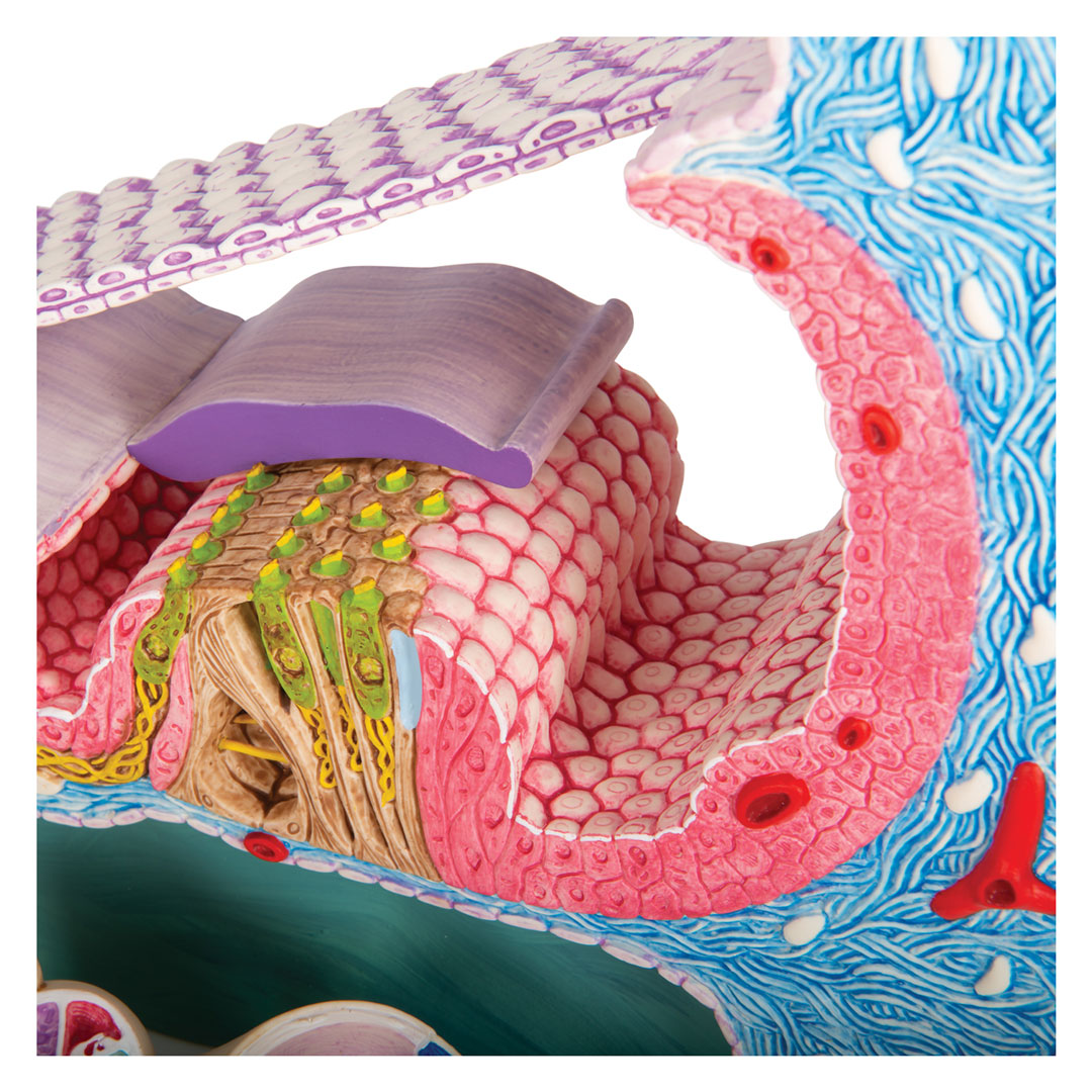 3B SCIENTIFIC Cortisches Organ (E14), 26x19x26cm