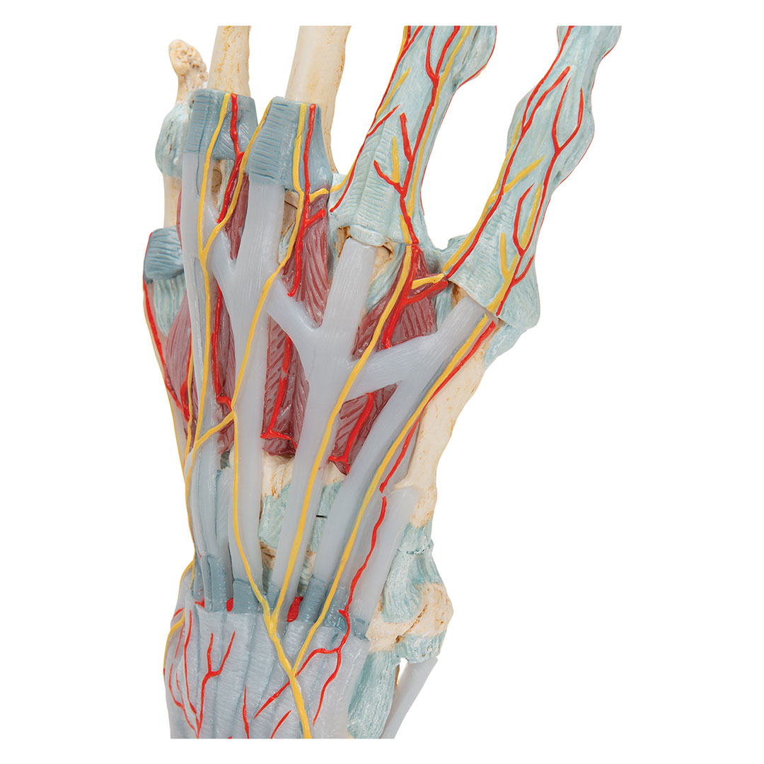 3B SCIENTIFIC Handskelett mit Bändern+Muskeln, 4-teilig 3B SCIENTIFIC Handskelett mit Bändern+Muskeln, 4-teilig