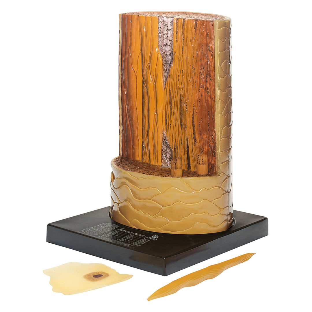 SOMSO® Menschenhaar, Modell*