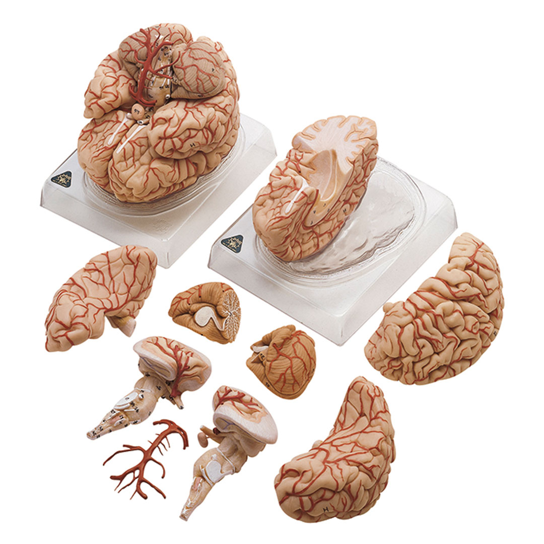 SOMSO® Gehirn mit Arterien, 9-t. auf Sockel