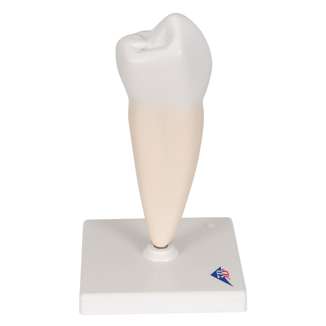 3B SCIENTIFIC Backenzahn, unten, einwurzelig (D10/3)