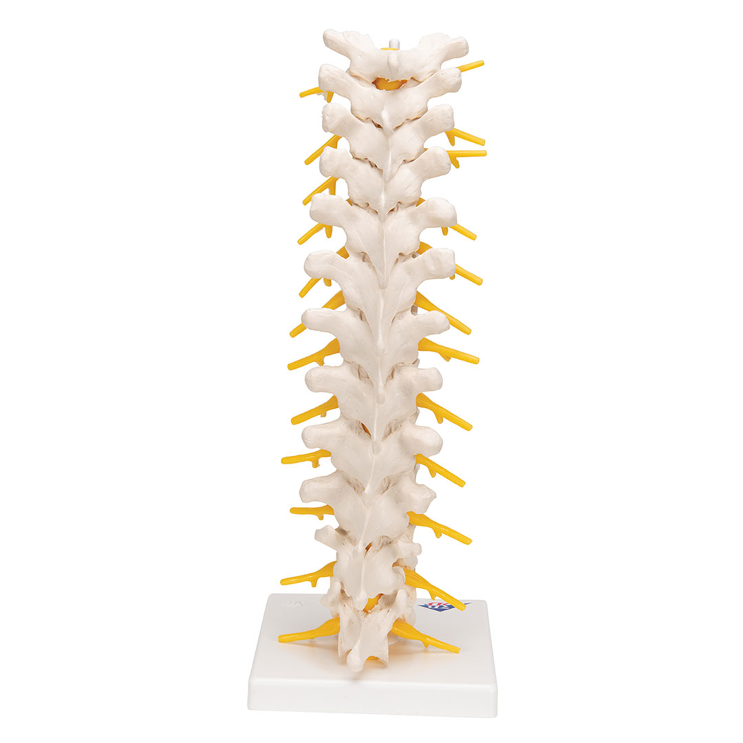 3B SCIENTIFIC Brustwirbelsäule, 12 Brustwirbel m. (A73)
