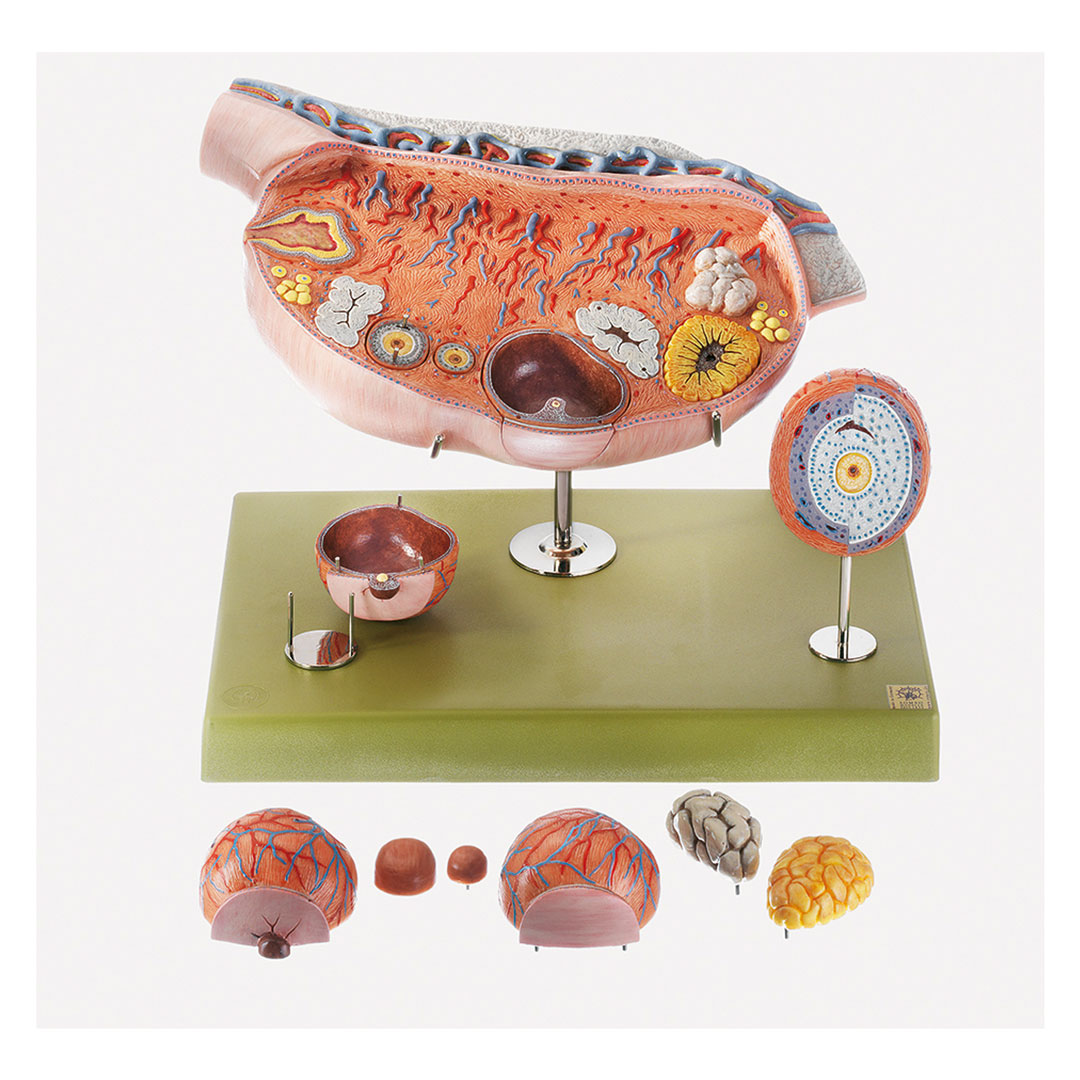 SOMSO® Eierstock (Ovarium)*