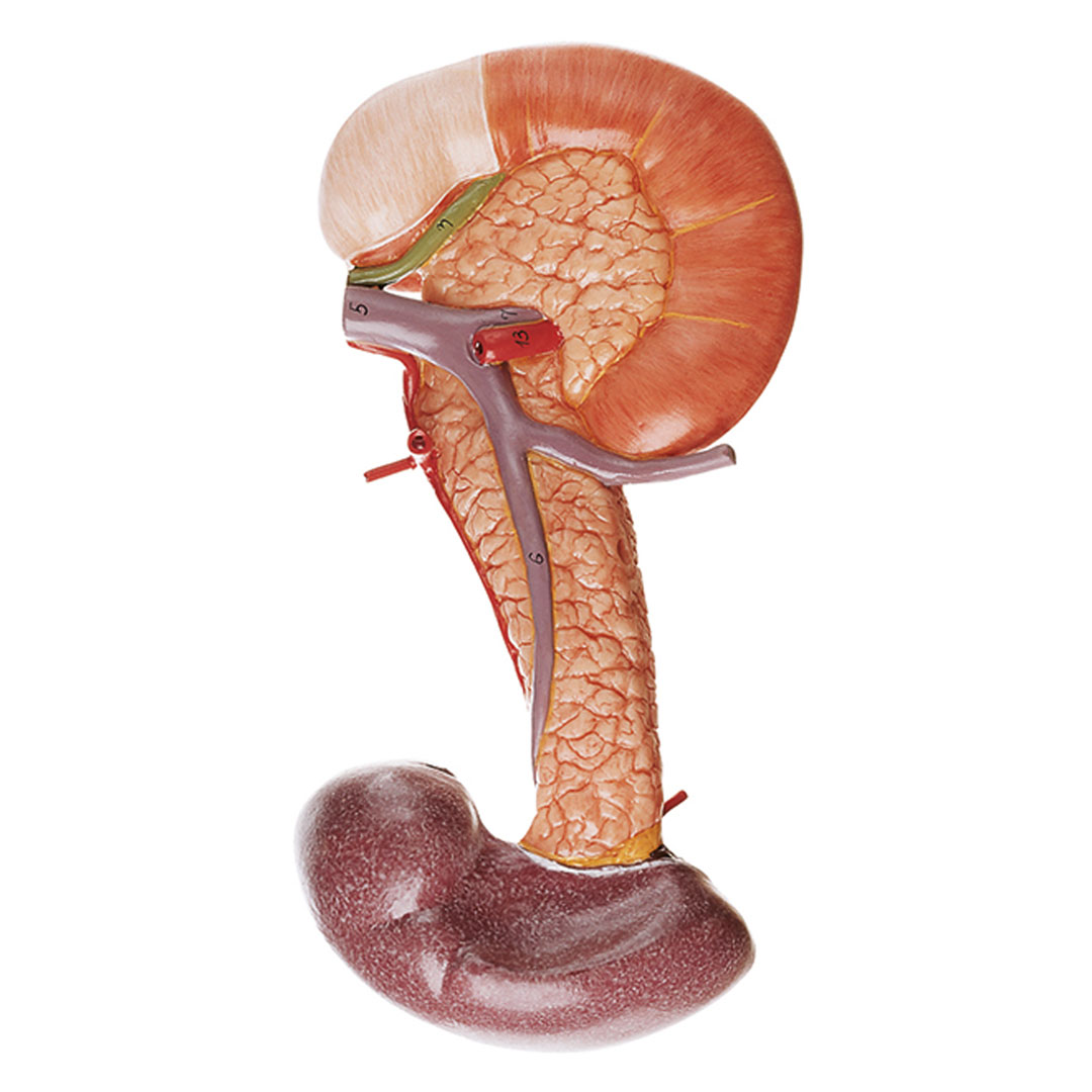 SOMSO® Bauchspeicheldrüse