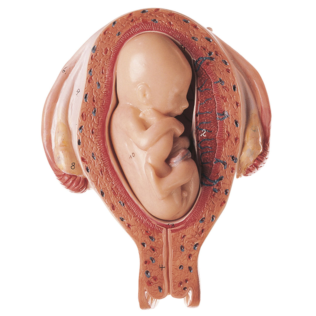 SOMSO® Embryo im 5. Monat