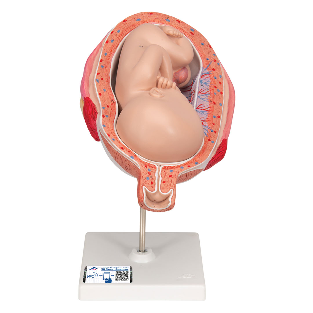 3B SCIENTIFIC Uterus mit Fetus, 7. Mt., 2-tlg. (L10/8)