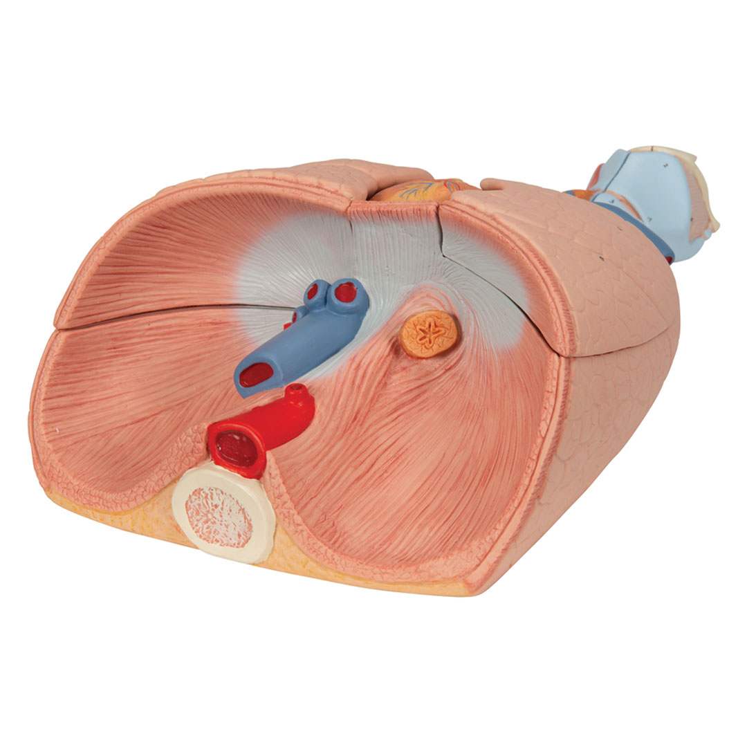 3B SCIENTIFIC Lunge, 7-tlg. (G15)