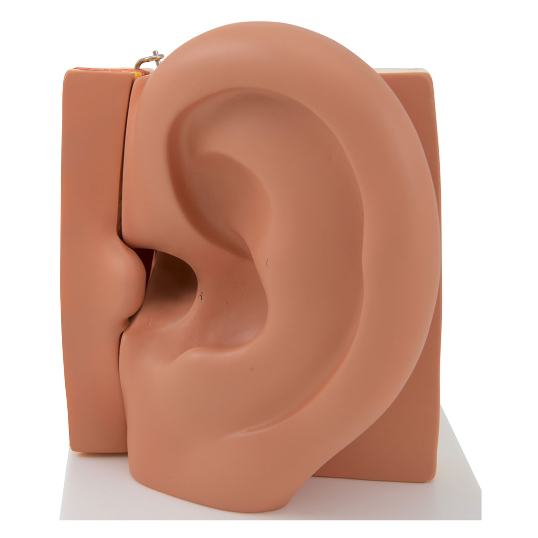 3B SCIENTIFIC Gehörorgan, 3-fach, 6-tlg. (E11)