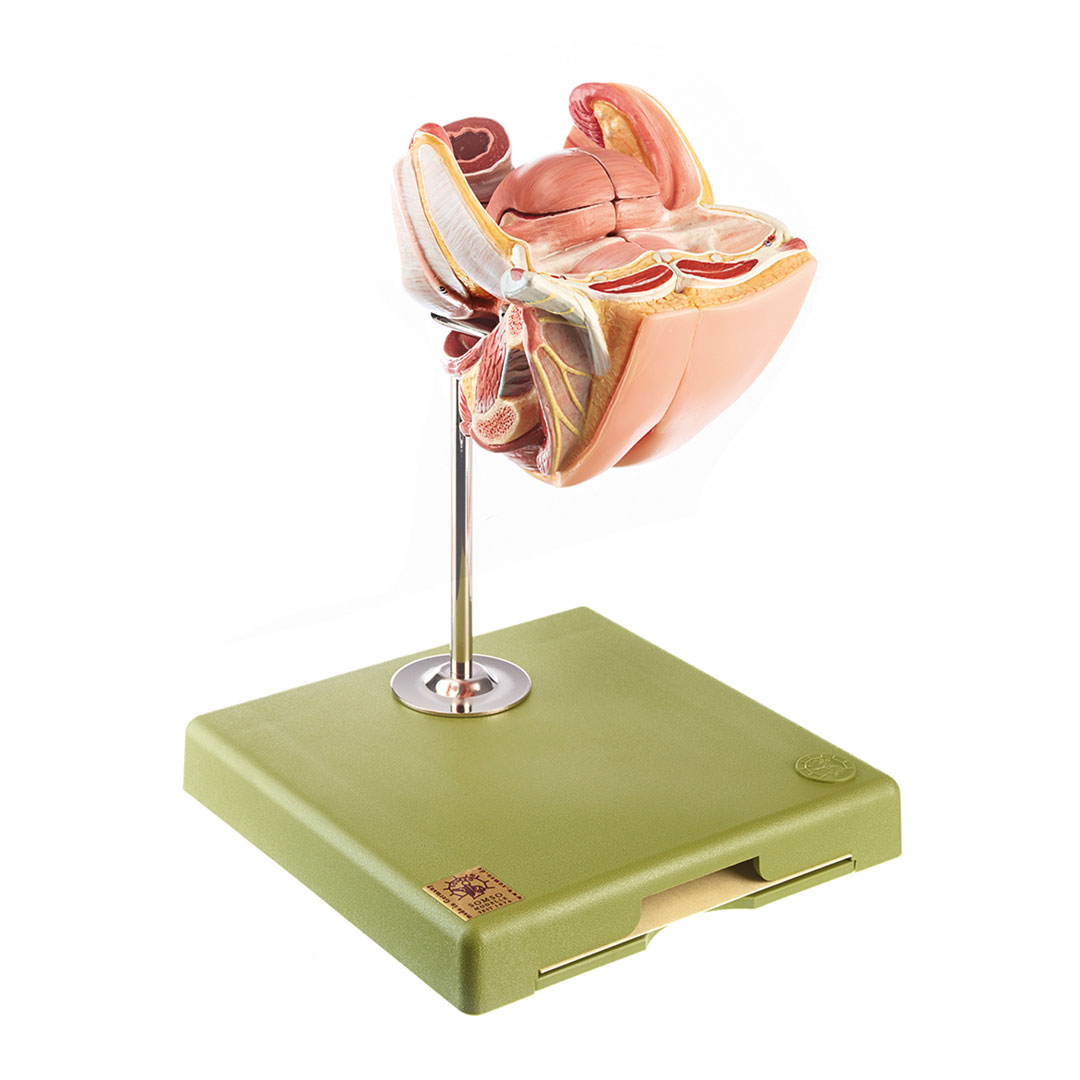 SOMSO® Weibl. Geschlechtsorgane