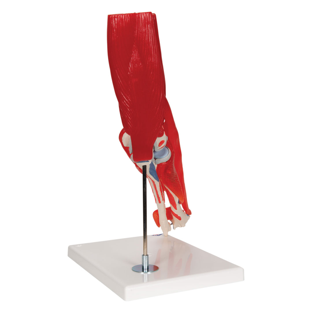 3B SCIENTIFIC Ellenbogengelenk, 8-teilig, Grösse 25x1x25c  (A883)