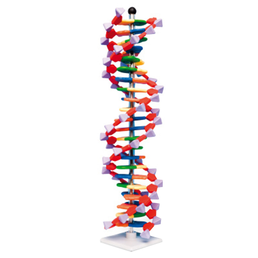 MOLYMOD Bausatz DNA Doppelhelixmodell miniDNA gross