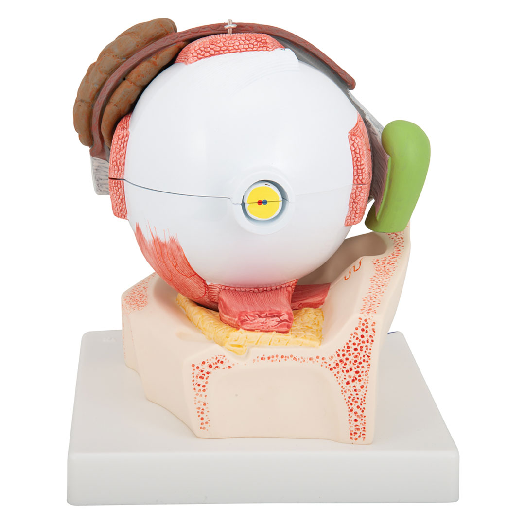 3B SCIENTIFIC Auge mit Lid, 8-tlg. (F12)