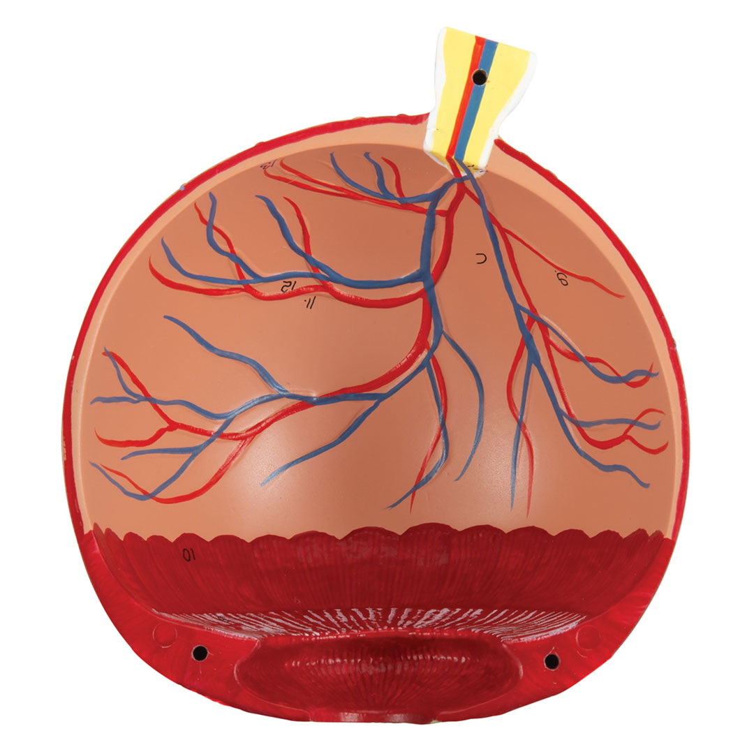 3B SCIENTIFIC Auge mit Lid, 8-tlg. (F12)
