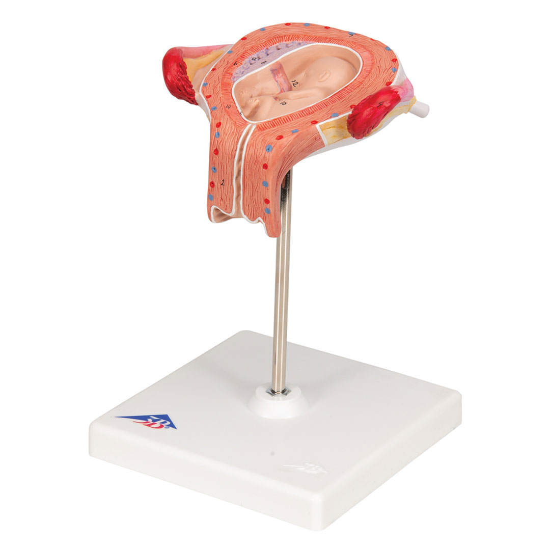 3B SCIENTIFIC Uterus mit Embryo, 3. Monat (L10/3)