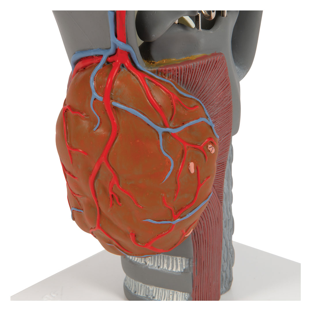 3B SCIENTIFIC Kehlkopf, Funktionsmodell, 2,5-fach (G20)