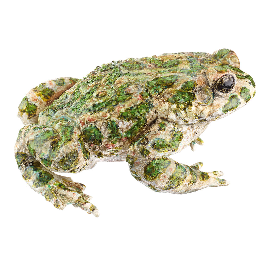 SOMSO® Wechselkröte