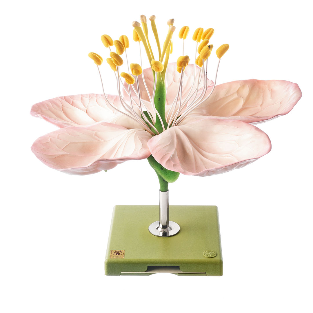 SOMSO® Apfelblüte