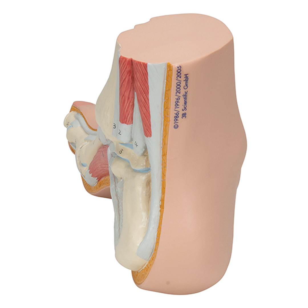 3B SCIENTIFIC Hohlfuss, natürl. Grösse (M32)