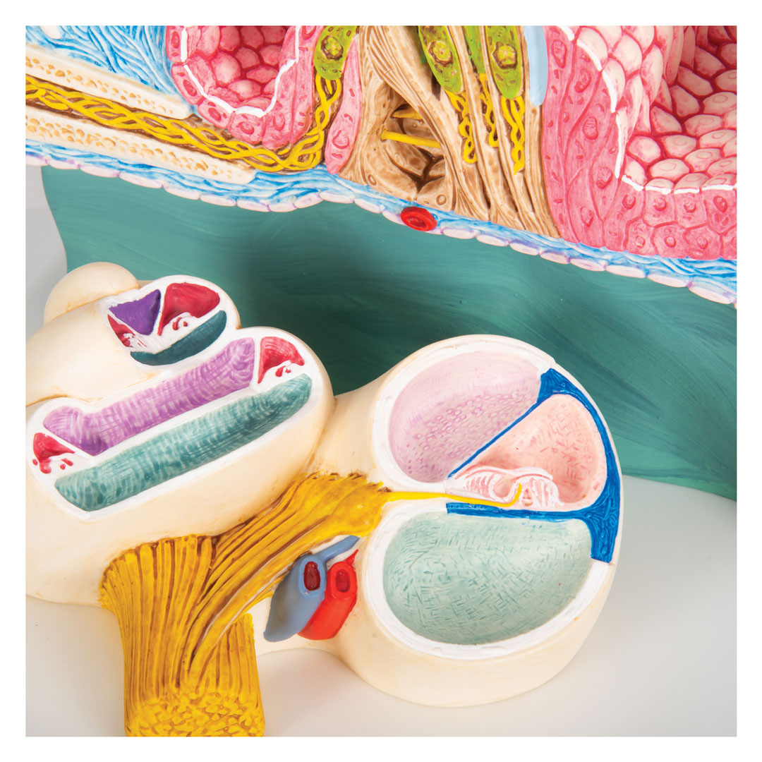 3B SCIENTIFIC Cortisches Organ (E14), 26x19x26cm