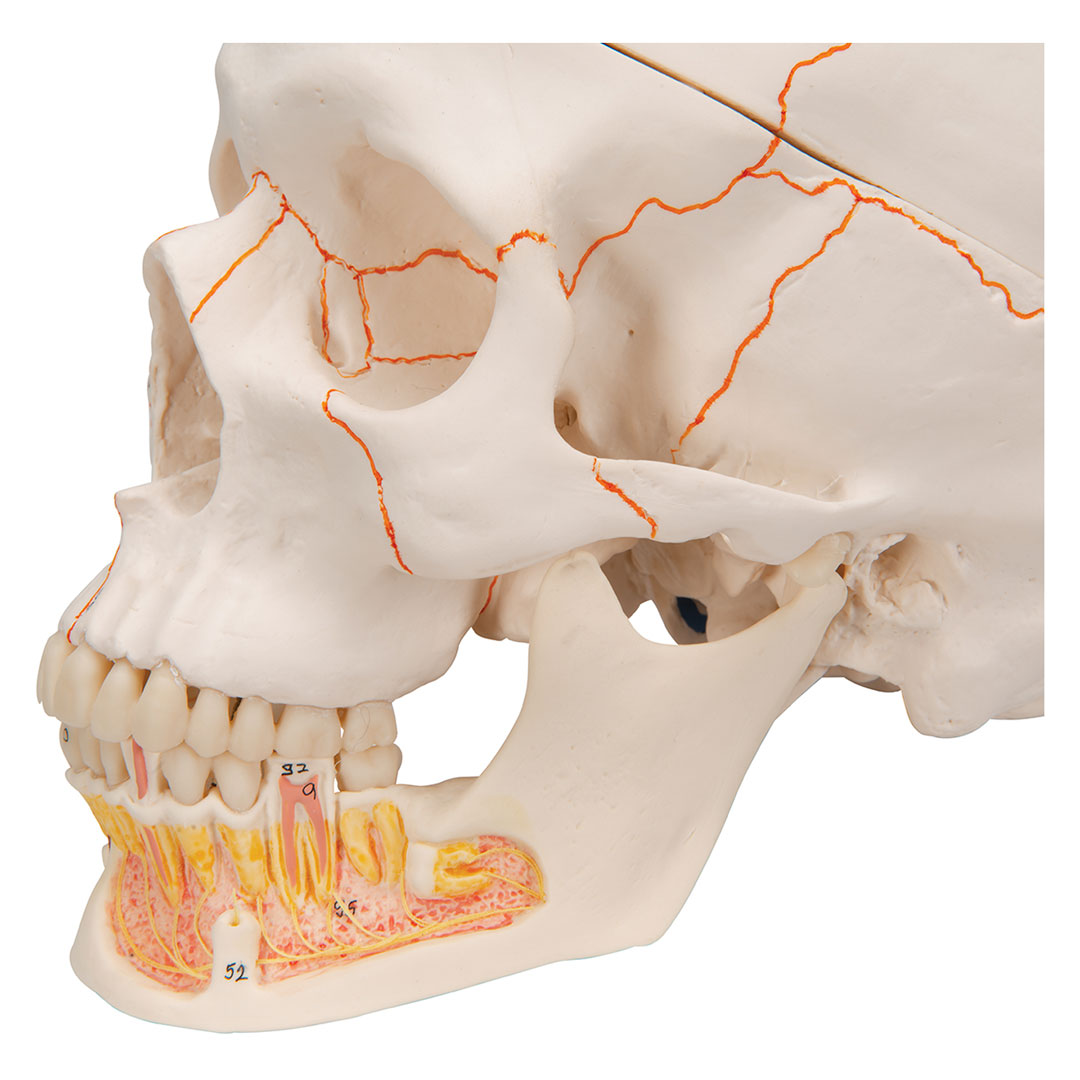 3B SCIENTIFIC Dentalschädel 3-tlg. (A22)