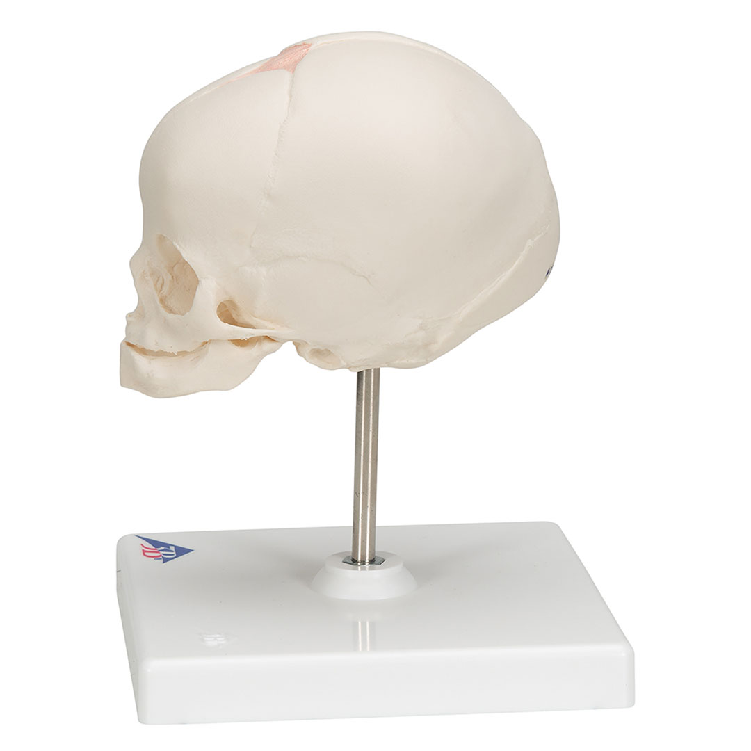 3B SCIENTIFIC Fetus-Schädel auf Stativ (A26)