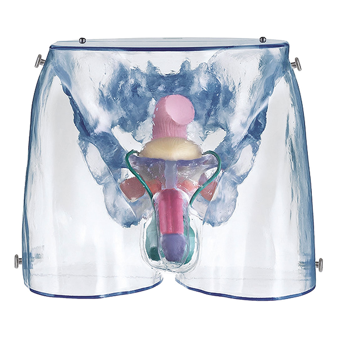 SOMSO® Männliche  Sexualorgane, transparent, Modell