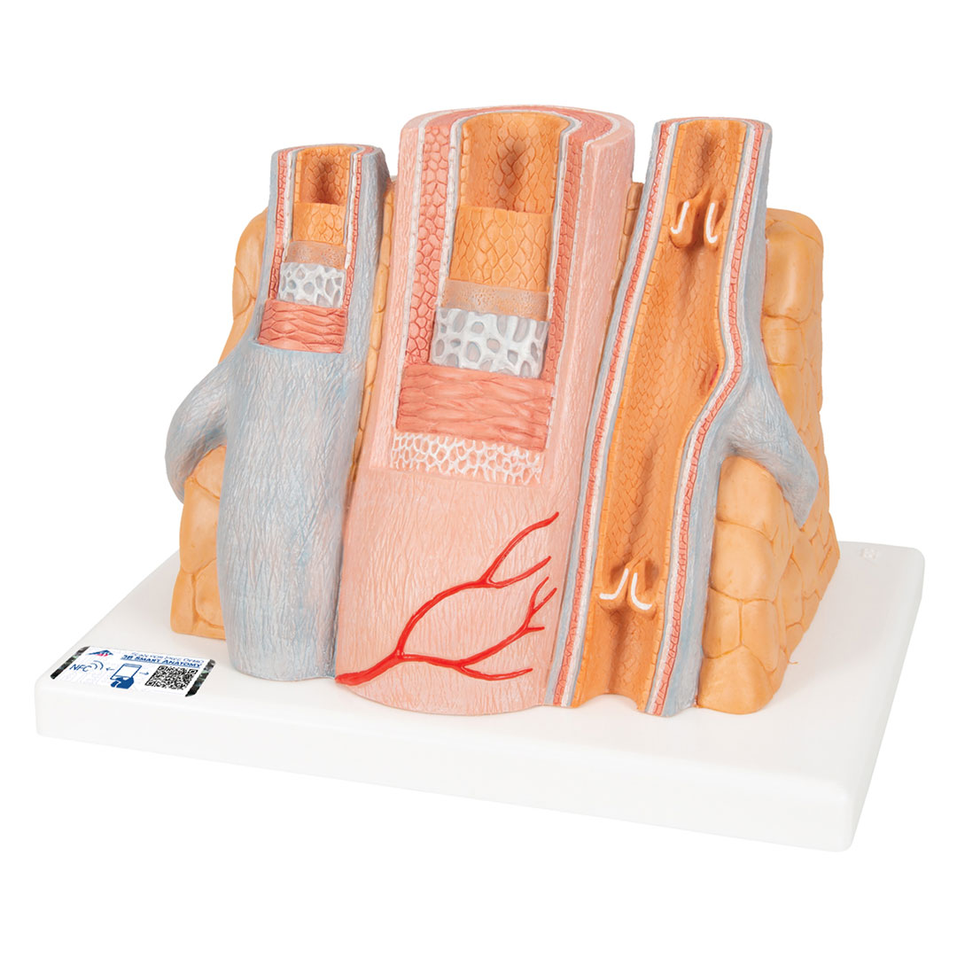 3B SCIENTIFIC Arterie und Vene (G42)