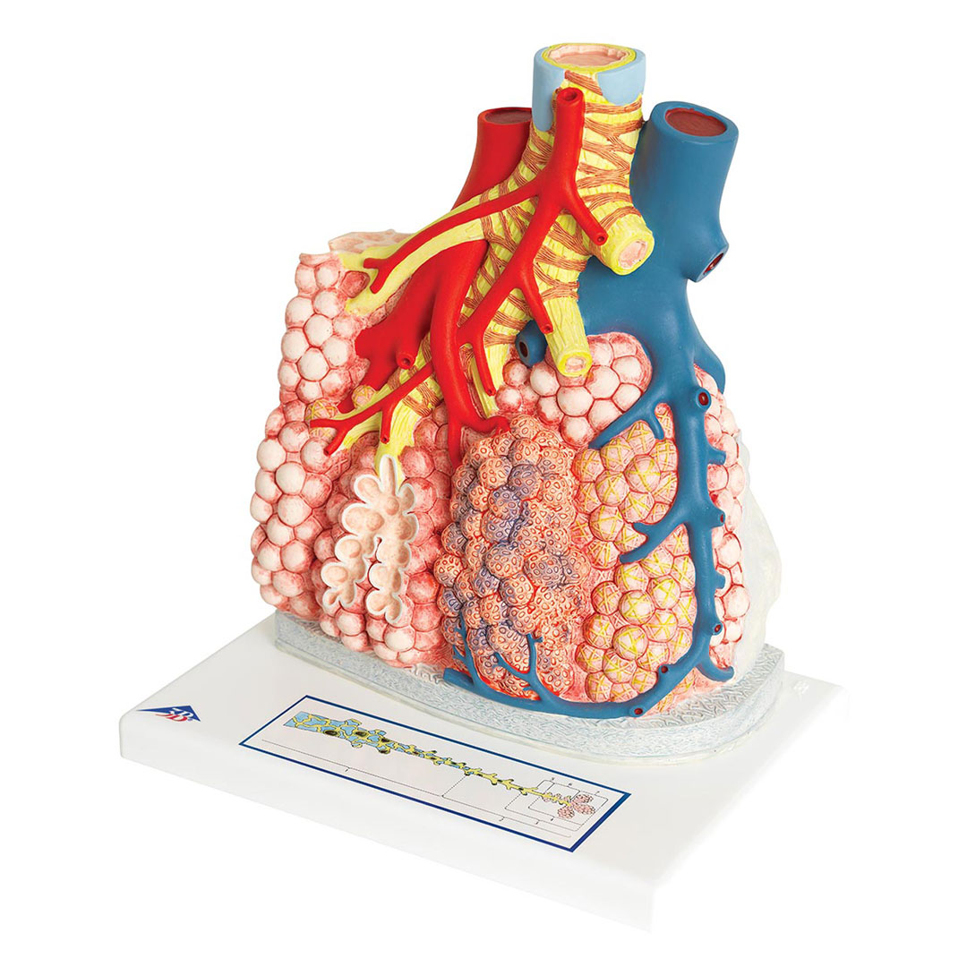 3B SCIENTIFIC Lungenläppchen (G60)