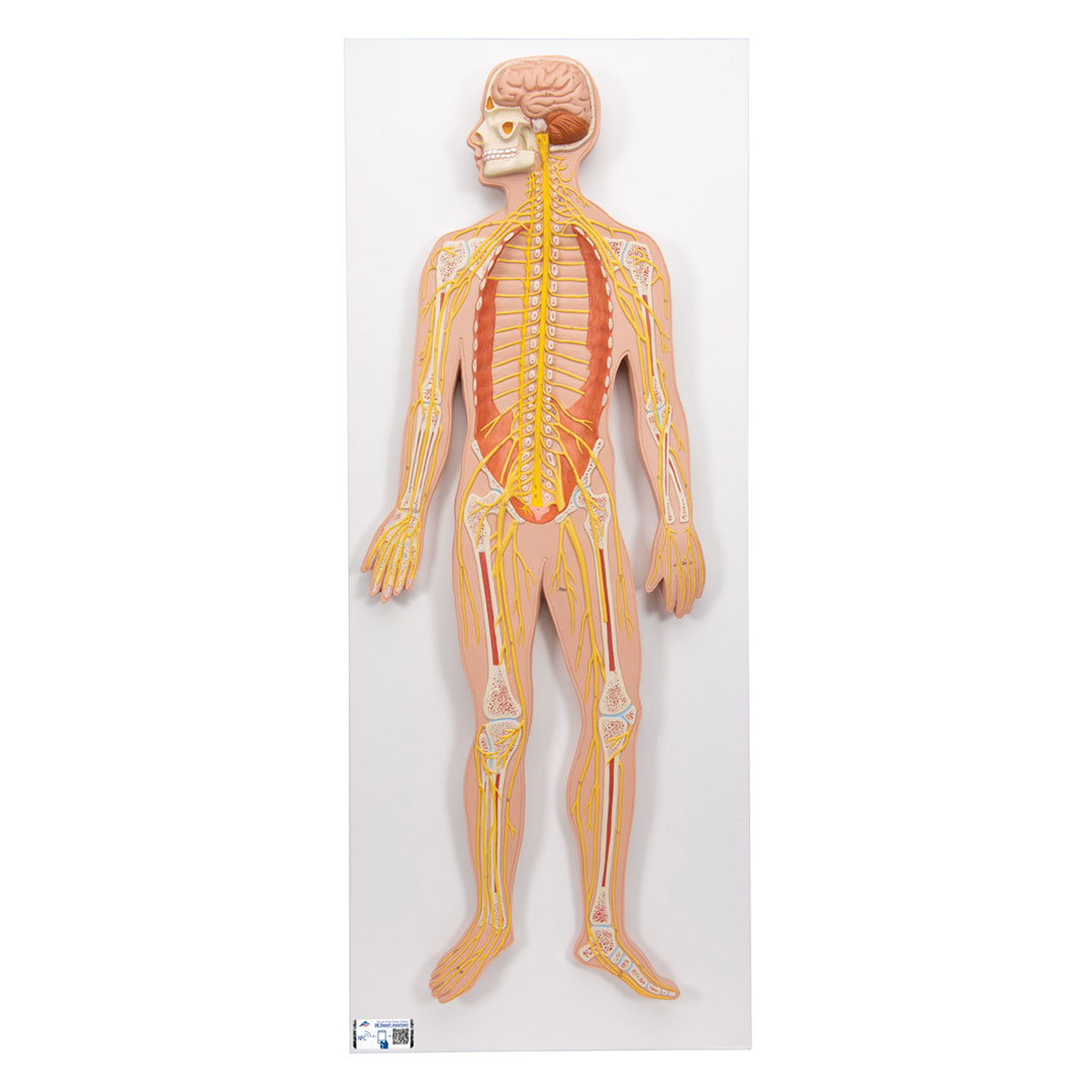 3B SCIENTIFIC Nervensystem, Relieftafel