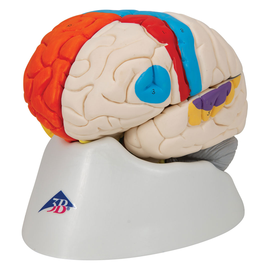 3B SCIENTIFIC Gehirn-Funktionsmod., 8-tlg. (C22)
