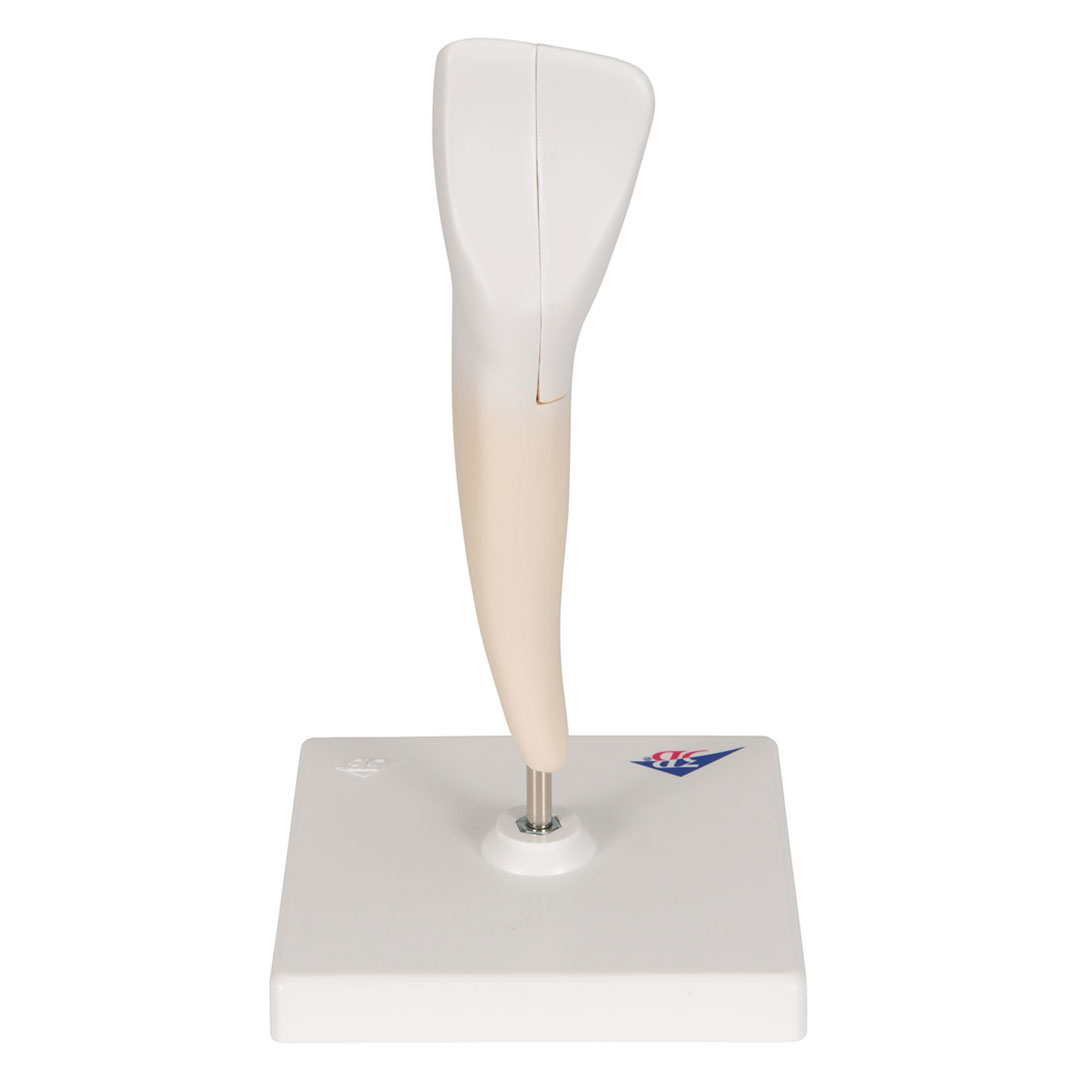 3B SCIENTIFIC Schneidezahn, unten (D10/1)