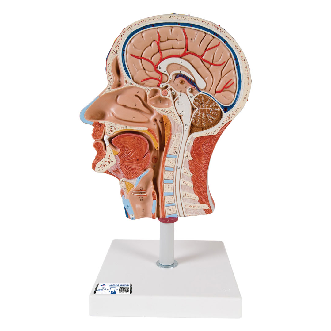 3B SCIENTIFIC Kopfhälfte mit Muskulatur (14) 3B SCIENTIFIC Kopfhälfte mit Muskulatur (14)