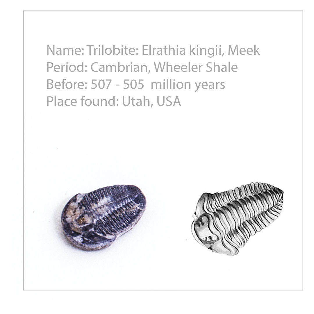 Fossiliensammlung 20 Fossilien,  (U75020) Grösse: 19.5x32x6.5cm