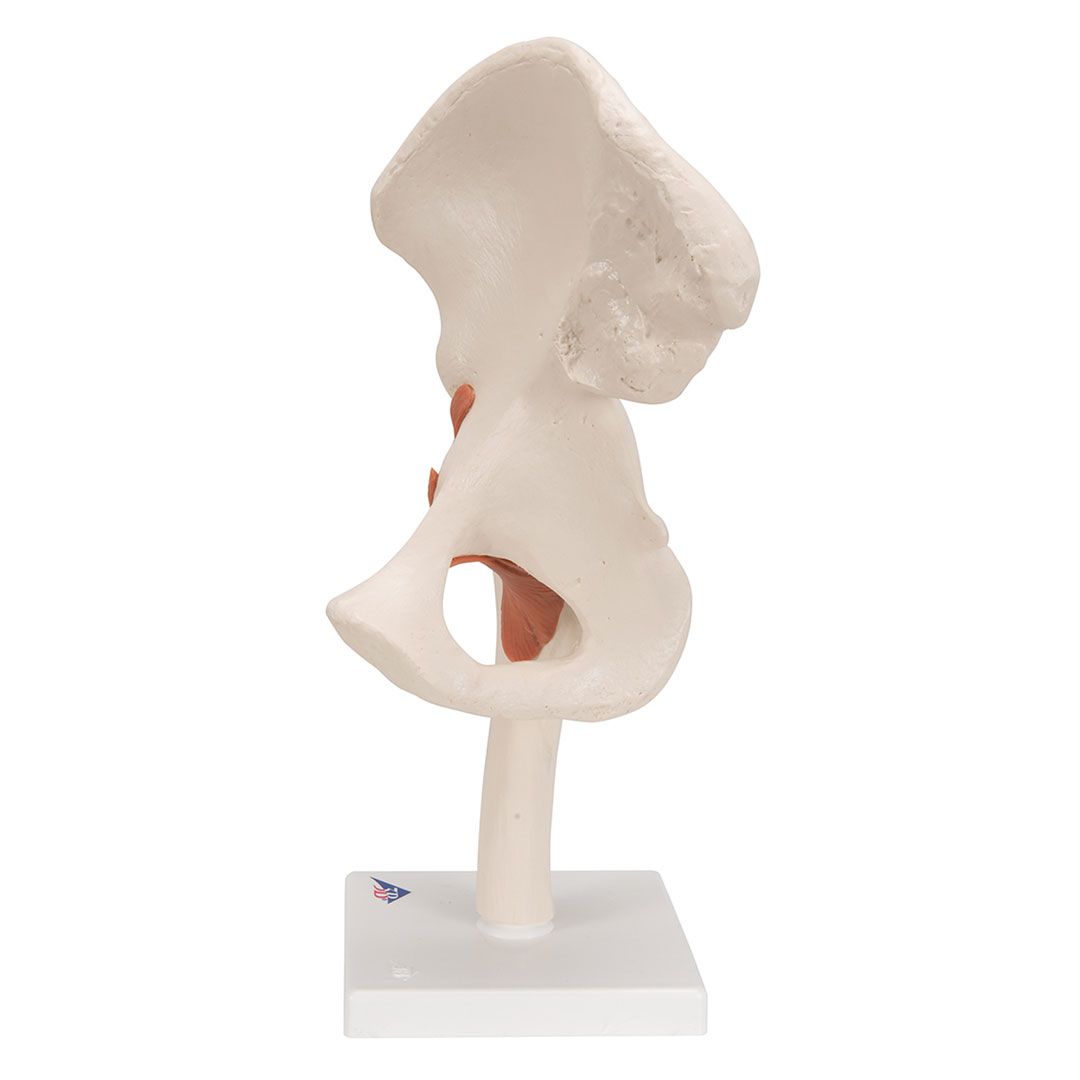 3B SCIENTIFIC Hüftgelenk, Funktionsmodell (A81)