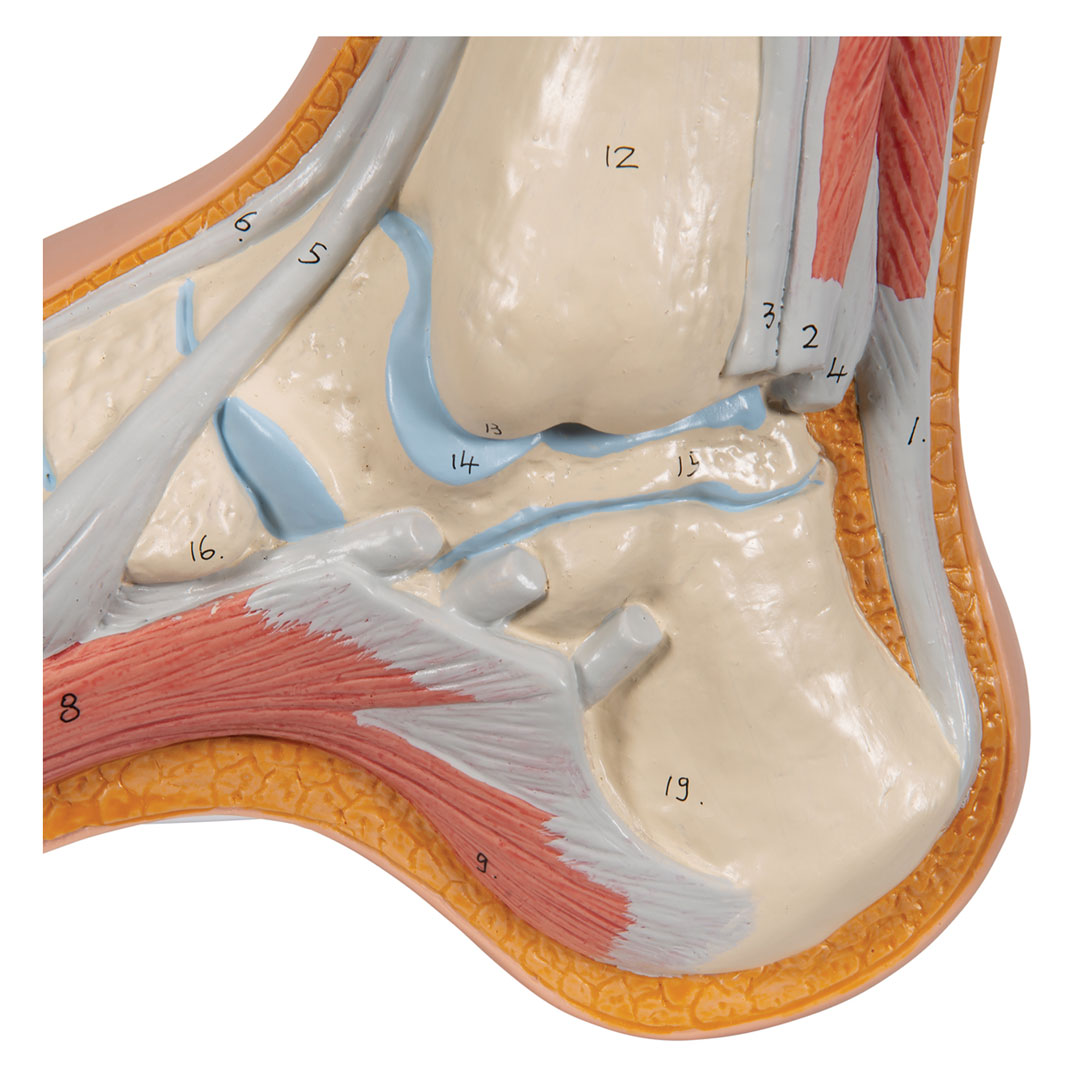 3B SCIENTIFIC Hohlfuss, natürl. Grösse (M32)