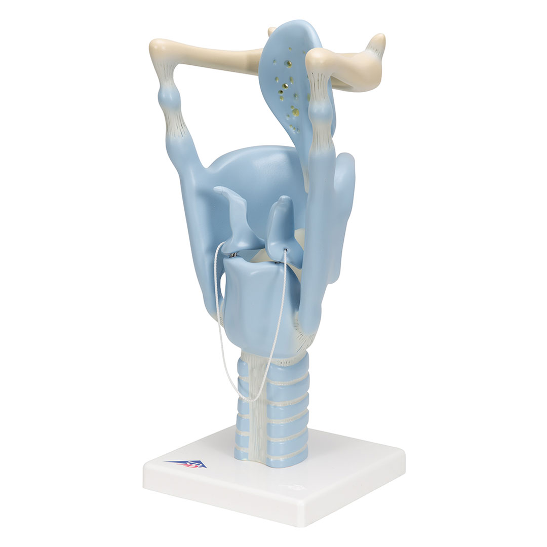 3B SCIENTIFIC Kehlkopf, Funktionsmodell, 3 fache Gr. (VC219)