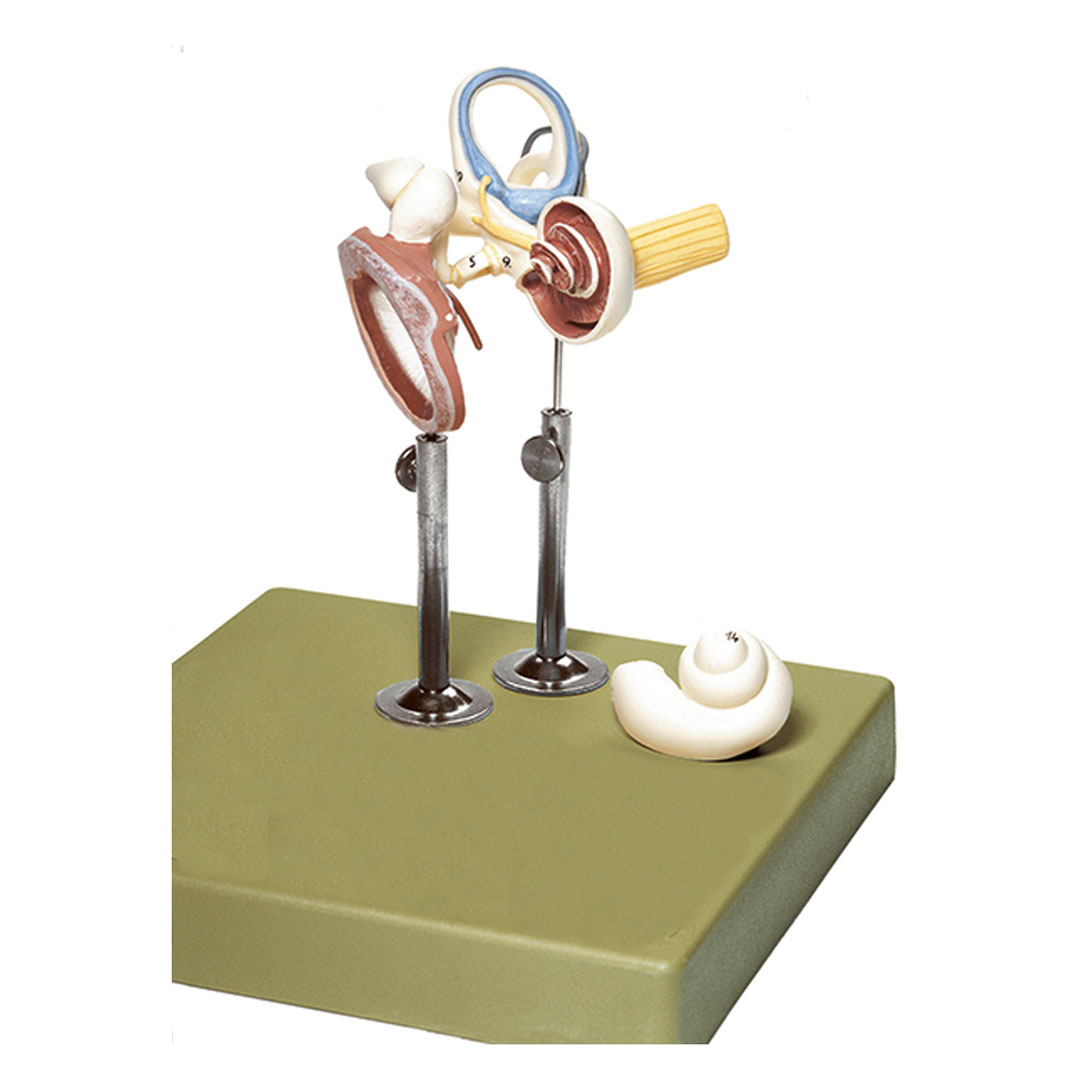 SOMSO® Labyrinth m.Gehörknöchelchen+Trommelfell