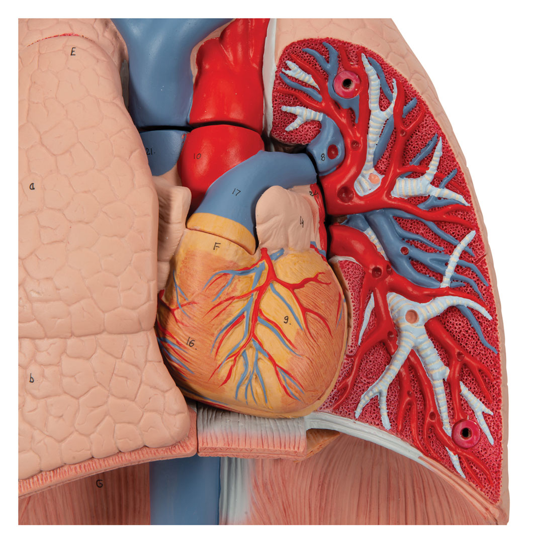 3B SCIENTIFIC Lunge, 7-tlg. (G15)