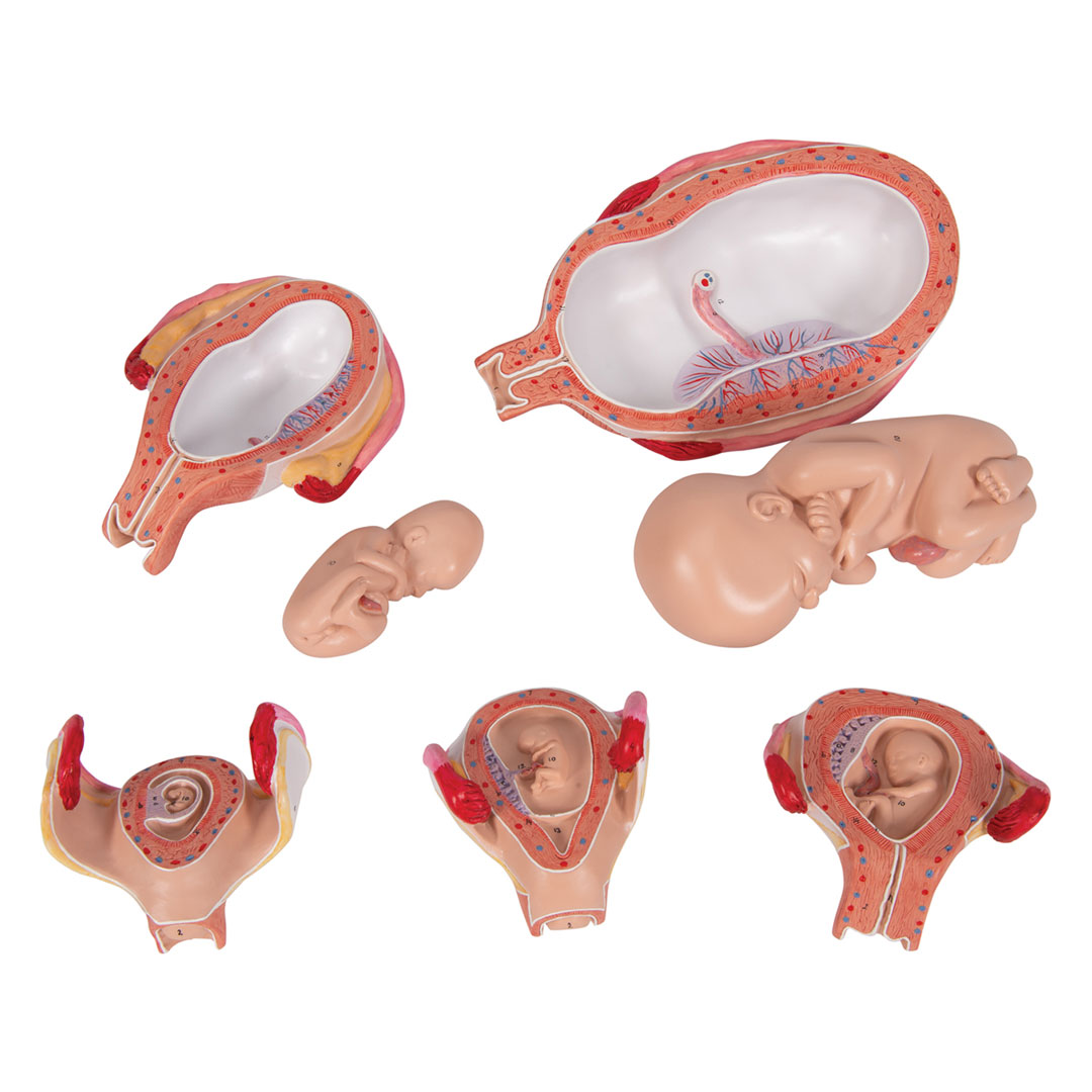 3B SCIENTIFIC Schwangerschaftsserie, nat. Grösse, 5 M. (L11/9)