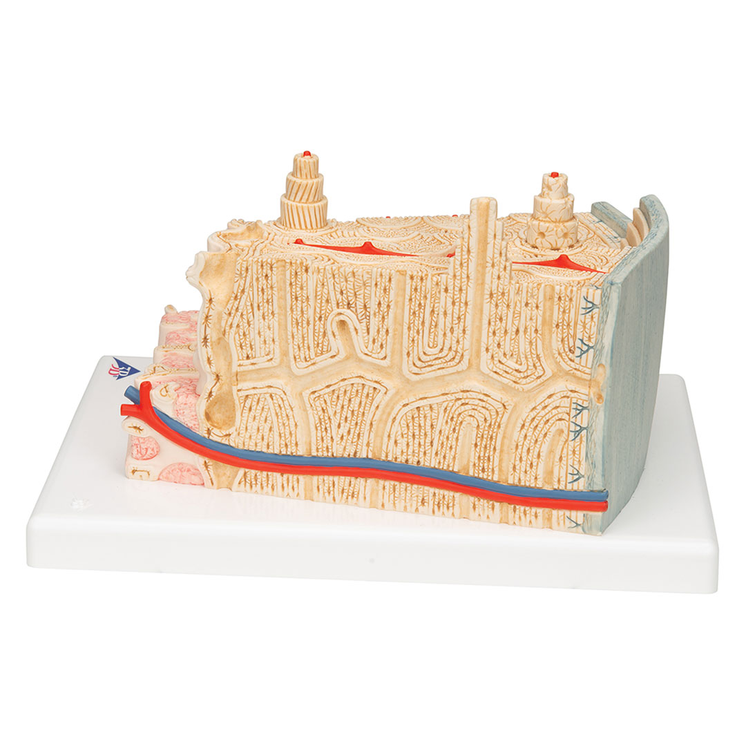 3B SCIENTIFIC Knochenstruktur (A79)