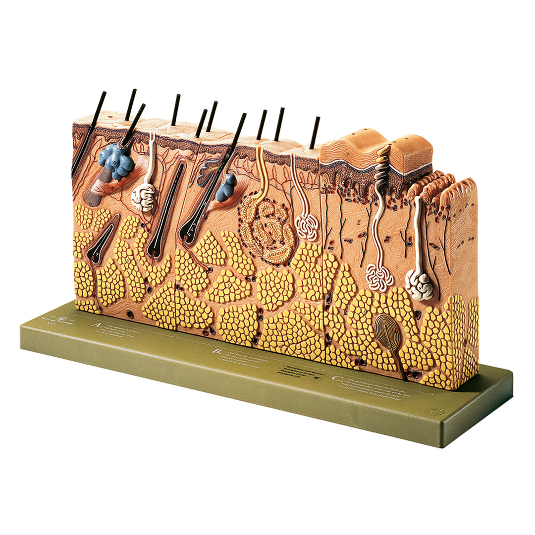 SOMSO® Hautdurchschnitt, 70-fach vergrössert auf Sockel