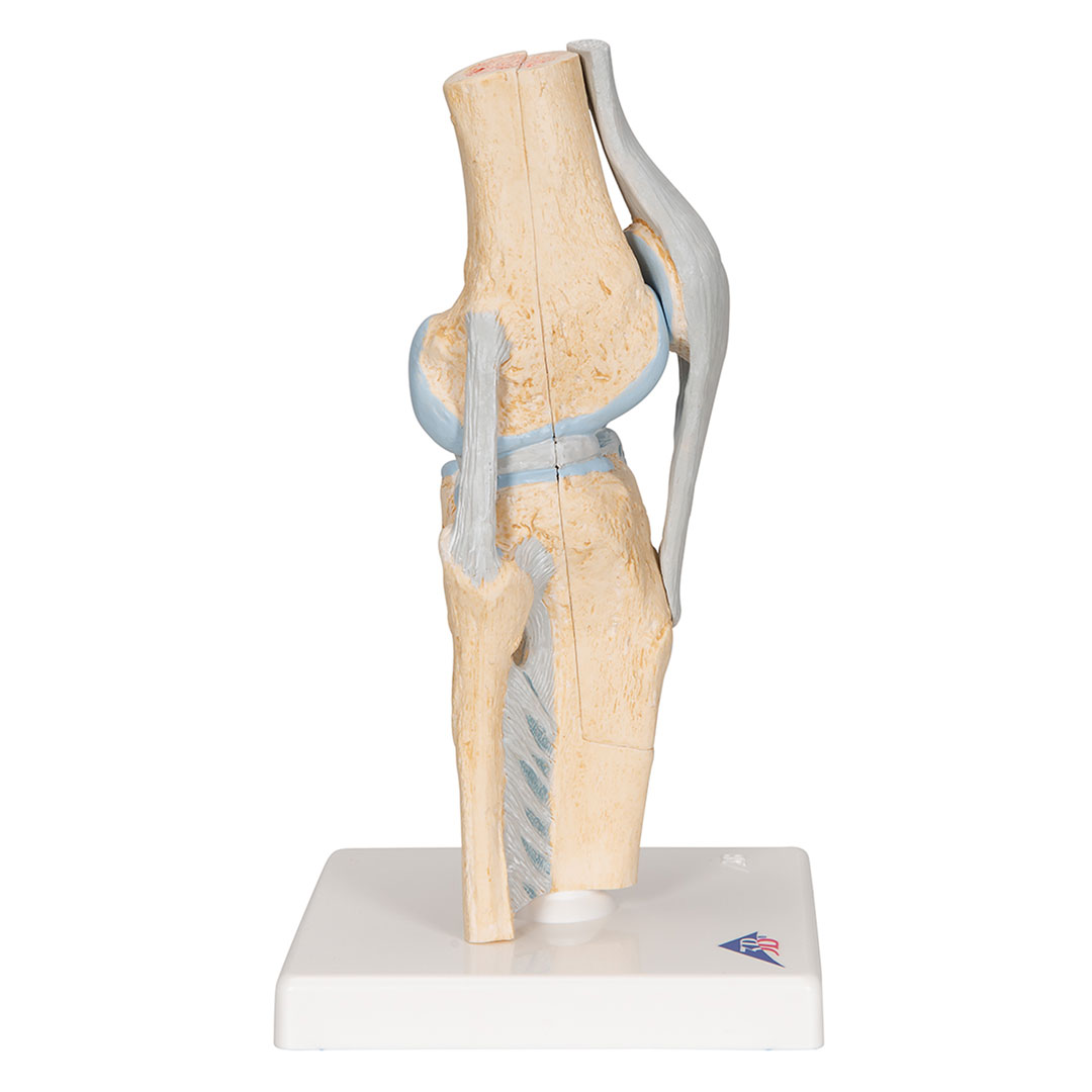 3B SCIENTIFIC Knie, Gelenkschnitt-Modell, Grösse 2x12x24cm (A89)