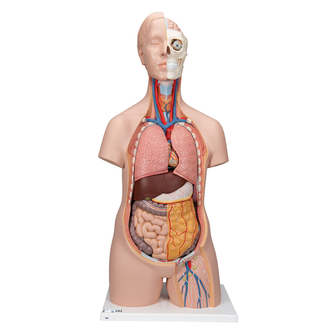 3B SCIENTIFIC Torso mit Kopf, 12-teilig, geschlechtslos (B09)