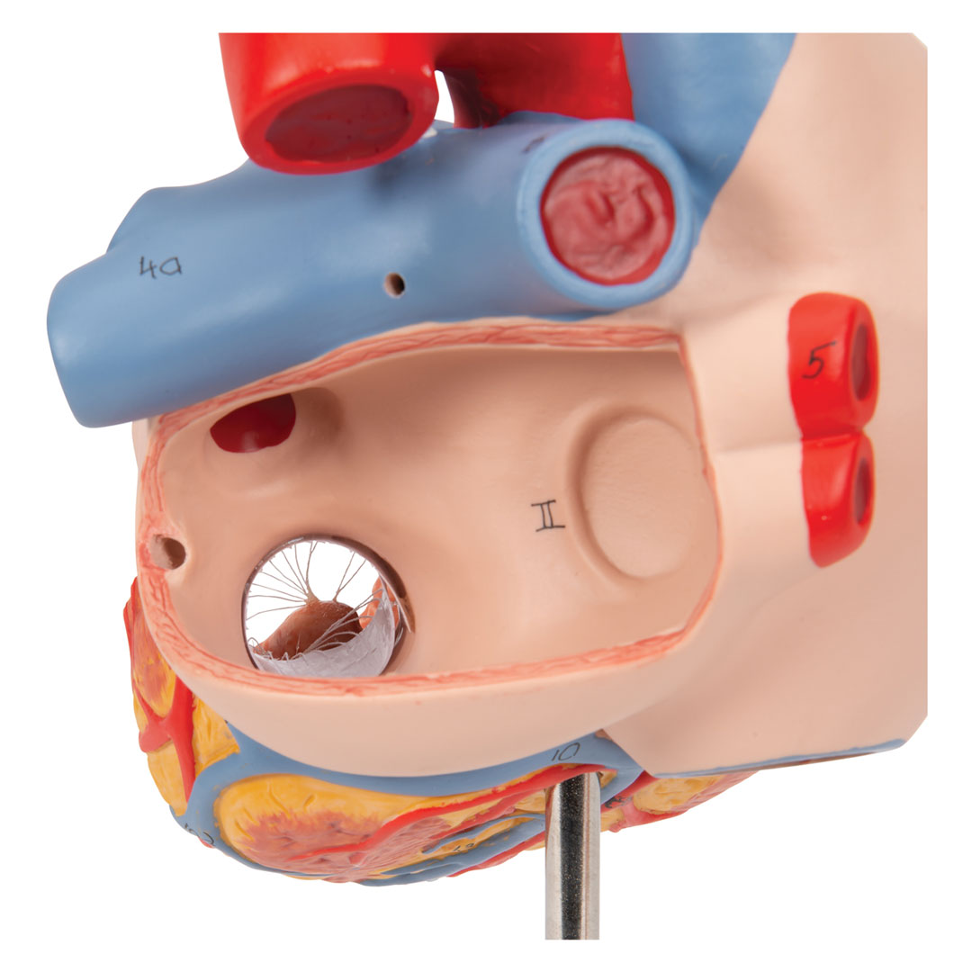 3B SCIENTIFIC Herz, 2-f.Grösse, 5-tlg. (G13)