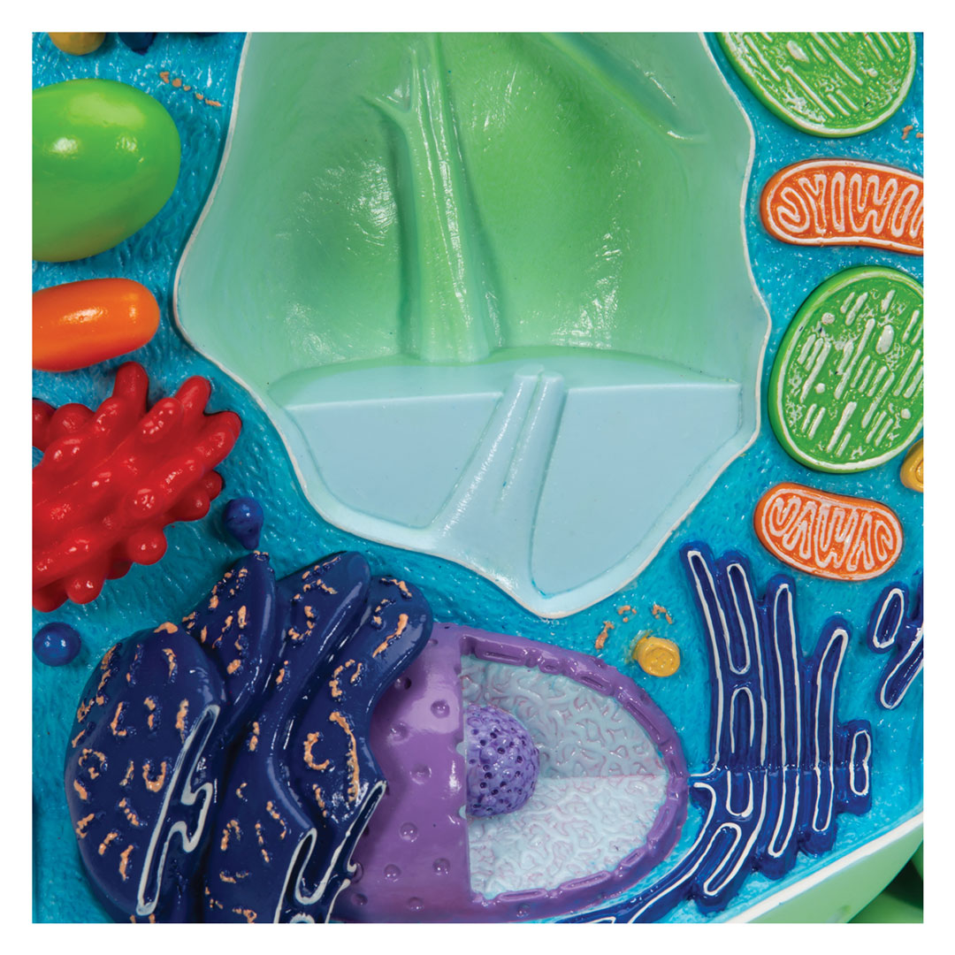 3B SCIENTIFIC Pflanzliche Zelle 10'000fach (R05)